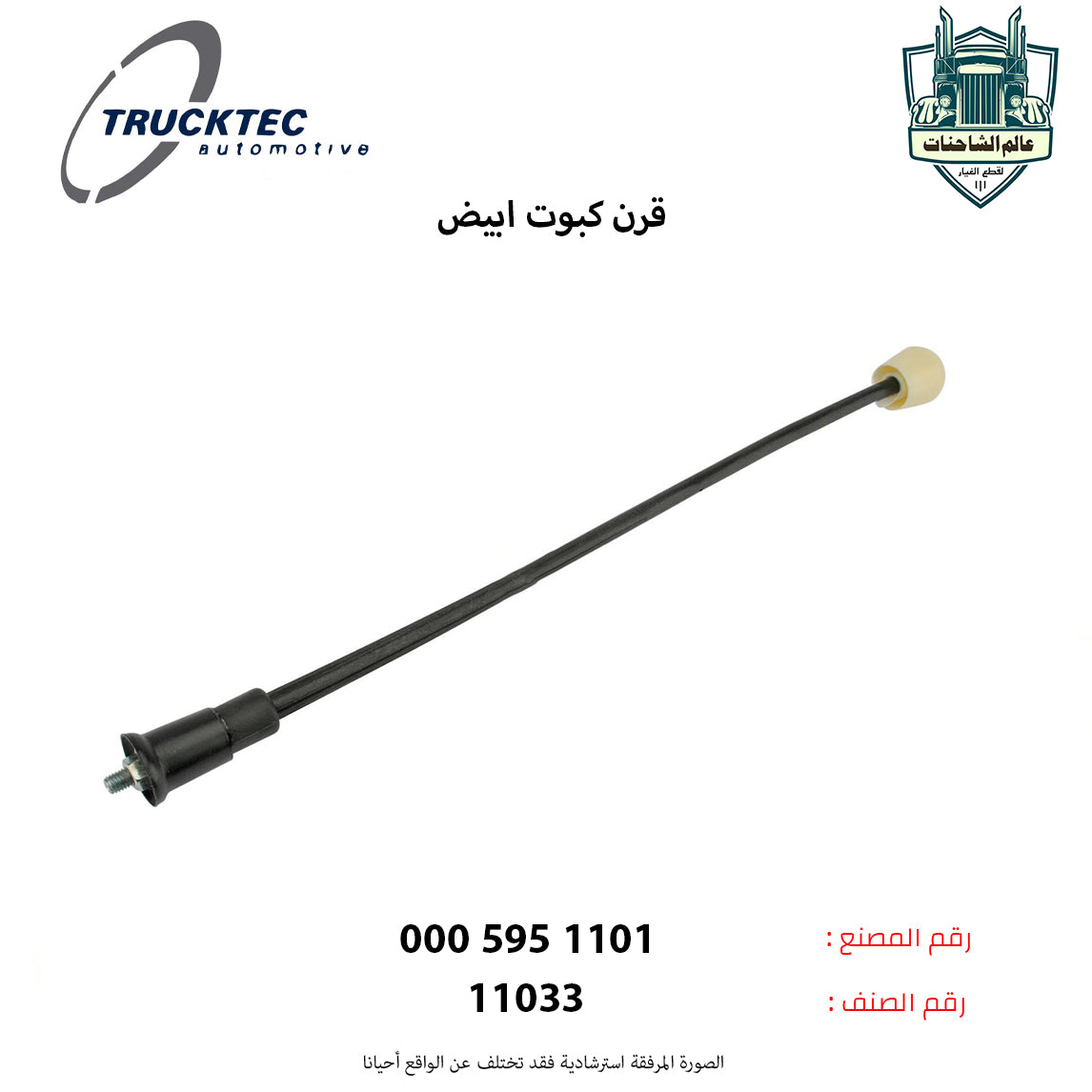 قرن كبوت ابيض